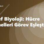 9. Sınıf Biyoloji: Hücre Organelleri Görev Eşleştirme