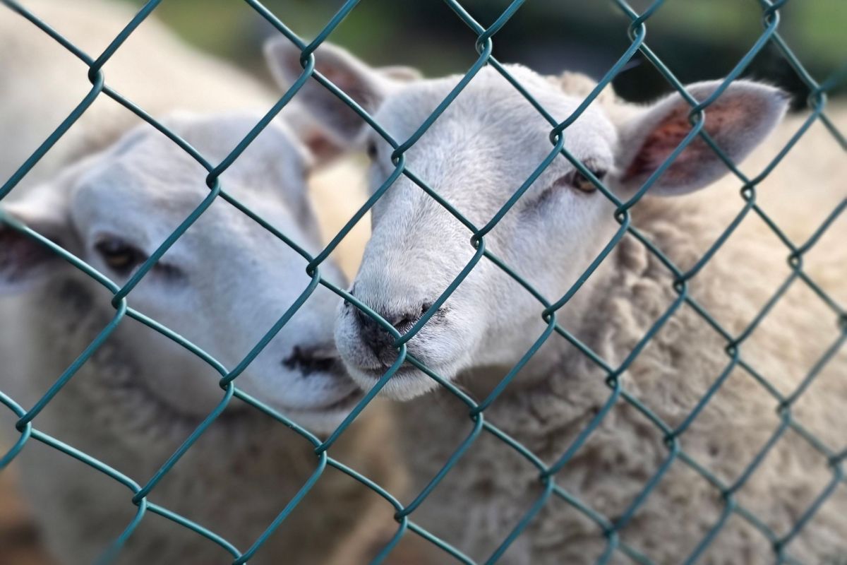 Kurban Kesimi: Zamanı, Şartları ve Etin Paylaşımı